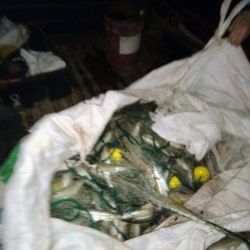 Los operativos arrojaron resultados positivos, incluyendo la identificación de pescadores furtivos, decomiso y destrucción de numerosos artes de pesca y capturas ilegales.