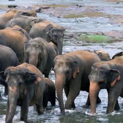 Imagen de elefantes vistos en el Orfanato de Elefantes de Pinnawala, Sri Lanka. Desde su fundación en 1975, el orfanato de elefantes ha adoptado numerosos elefantes huérfanos y heridos. | Foto:Xinhua/Ajith Perera