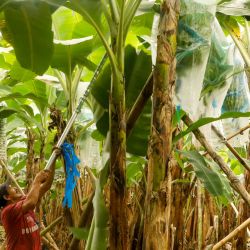 Imagen de un empleado cosechando bananos en la exportadora Greenflavors S.A.S, en el cantón La Maná, en la provincia de Cotopaxi, en el centro de Ecuador. Las exportaciones de banano ecuatoriano a China crecieron en un 45,56 por ciento de enero a mayo de 2025, consolidándose como el principal destino dentro de la región de Asia, informó la Asociación de Comercialización y Exportación de Banano de Ecuador. | Foto:Xinhua/Ricardo Landeta