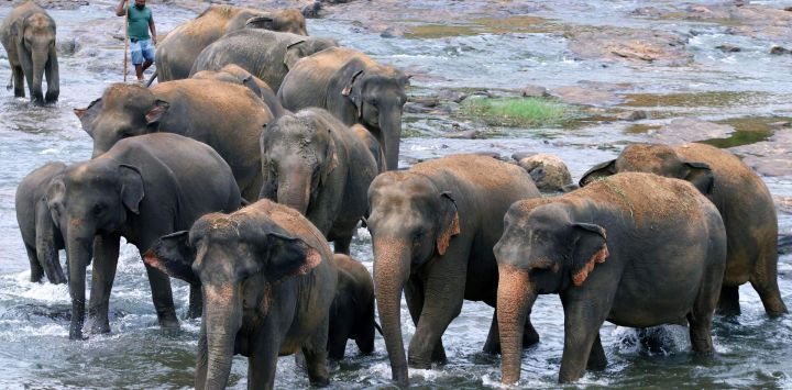 Imagen de elefantes vistos en el Orfanato de Elefantes de Pinnawala, Sri Lanka. Desde su fundación en 1975, el orfanato de elefantes ha adoptado numerosos elefantes huérfanos y heridos.