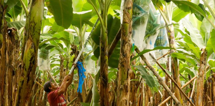 Imagen de un empleado cosechando bananos en la exportadora Greenflavors S.A.S, en el cantón La Maná, en la provincia de Cotopaxi, en el centro de Ecuador. Las exportaciones de banano ecuatoriano a China crecieron en un 45,56 por ciento de enero a mayo de 2025, consolidándose como el principal destino dentro de la región de Asia, informó la Asociación de Comercialización y Exportación de Banano de Ecuador.