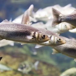 El pantano a día de hoy se encuentra completamente seco, lo que ha echado por tierra las expectativas turísticas y medioambientales. 