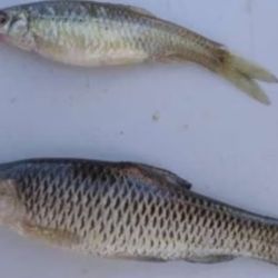 El pantano a día de hoy se encuentra completamente seco, lo que ha echado por tierra las expectativas turísticas y medioambientales. 