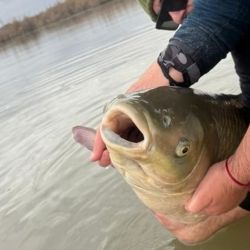 Tras la captura, el ejemplar fue liberado como parte de una práctica responsable de pesca deportiva, fomentando la preservación del ecosistema.