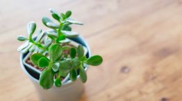 La planta que atrae energía y es fácil de cuidar 