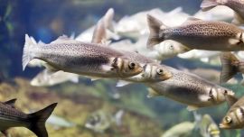 El pantano a día de hoy se encuentra completamente seco, lo que ha echado por tierra las expectativas turísticas y medioambientales.
