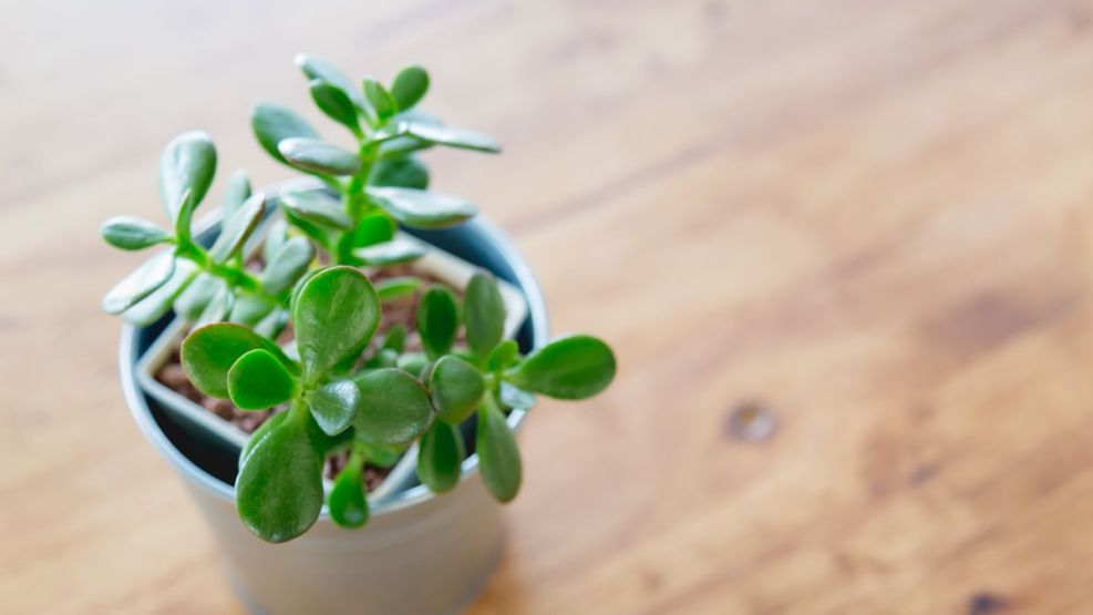 La planta que atrae energía y es fácil de cuidar 
