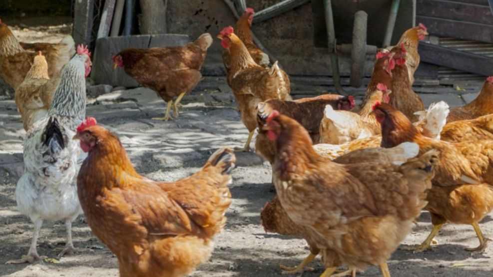Se detectó un caso positivo de gripe aviar en Arrecifes.