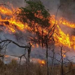 La Patagonia argentina sufre los peores incendios forestales de las últimas tres décadas