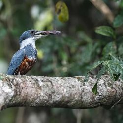 Imagen de un martín pescador posándose sobre una rama de un árbol en la orilla del río Salobra, en el Pantanal Sur, en la ciudad de Miranda, en el estado de Mato Grosso do Sul, Brasil. | Foto:Xinhua/Paulo Lopes
