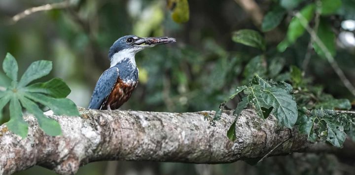 Imagen de un martín pescador posándose sobre una rama de un árbol en la orilla del río Salobra, en el Pantanal Sur, en la ciudad de Miranda, en el estado de Mato Grosso do Sul, Brasil.