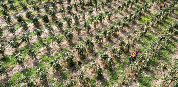 Imagen tomada con un dron de personas cosechando pitahayas para la exportadora Palora-Exporter, en el cantón Palora, en la provincia de Morona Santiago, Ecuador.