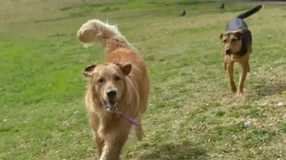 Alerta por envenenamiento de mascotas en Las Cañitas.