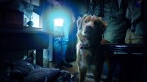 Good Boy