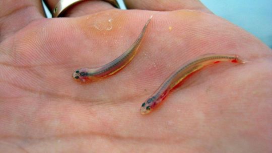 El pez vampiro, el terror que amenaza a otras especies desde Misiones al Río de la Plata