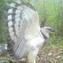 El uiraç es una de las aves más raras de Sudamérica.