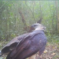 Las imágenes fueron captadas por las cámaras del Proyecto Jaguar de Iguazú.