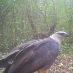  Las cámaras trampa de la iniciativa captaron al ave descendiendo al suelo del bosque.