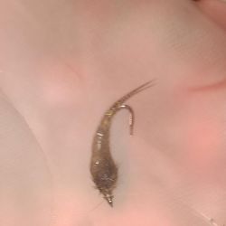 Las jornadas más propicias para la pesca con mosca son aquellas con vientos suaves o nulos, cuando los cardúmenes ascienden a la superficie, permitiéndonos observarlos e intentar la captura a pez visto. 