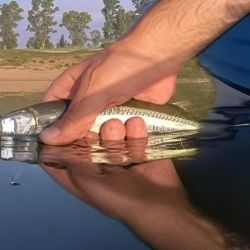 Las jornadas más propicias para la pesca con mosca son aquellas con vientos suaves o nulos, cuando los cardúmenes ascienden a la superficie, permitiéndonos observarlos e intentar la captura a pez visto. 