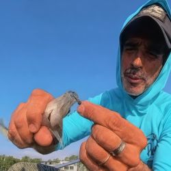 Las jornadas más propicias para la pesca con mosca son aquellas con vientos suaves o nulos, cuando los cardúmenes ascienden a la superficie, permitiéndonos observarlos e intentar la captura a pez visto. 