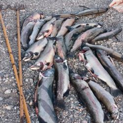 Esta vigente la veda de pesca sobre ríos y sus desembocaduras hasta 100 metros a ambas márgenes de las mismas hasta el 1 de octubre inclusive.