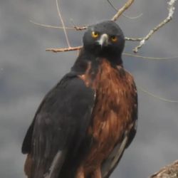 Usan GPS y cámaras trampa para estudiarla.