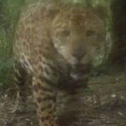 Sami fue avistado en Misiones.