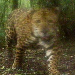 Sami pasea, en libertad, por la reserva Urugua-í