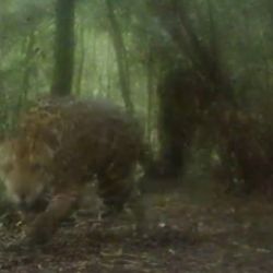 Ya había sido visto en Brasil y en el Parque Nacional Iguazú.