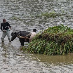Agricultores transportan cultivos en una carreta tirada por búfalos en la zona afectada por las inundaciones tras las fuertes lluvias en el distrito de Kasur, provincia de Punjab, Pakistán. | Foto:Arif Ali / AFP