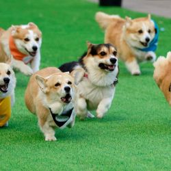 Los corgis compiten en una carrera de 50 m como parte de la Carrera Corgi Vilnius 2025 en el Parque Vingis, Vilnius. Por cuarta vez, Vilnius acoge la Carrera Corgi de dos días y el concurso de disfraces, al que acuden corgis de toda Europa. | Foto:Petras Malukas / AFP