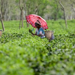 Trabajadores recogen hojas de té en una plantación de té en las afueras del distrito de Dhemaji, en el estado nororiental de Assam, India. | Foto:ARUN SANKAR / AFP