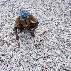 Un pescador deja secar su pescado tras una pesca fresca a primera hora de la mañana en el puerto pesquero de Kasimedu, en Chennai, India. | Foto:R. Satish Babu / AFP