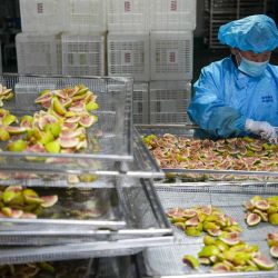 Una empleada de una empresa de procesamiento de alimentos prepara higos secos, en la ciudad de Xintai de la provincia de Shandong, en el este de China. | Foto:Xinhua/Xu Suhui