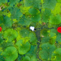 Vista aérea tomada con un dron agricultores cosechando semillas de Gordon Euryale, en la aldea de Huisheng del poblado de Dongxing de la ciudad de Jingjiang, en el este de China. | Foto:Xinhua/Tang Dehong