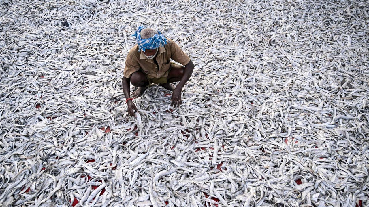 Un pescador deja secar su pescado tras una pesca fresca a primera hora de la mañana en el puerto pesquero de Kasimedu, en Chennai, India. | Foto:R. Satish Babu / AFP