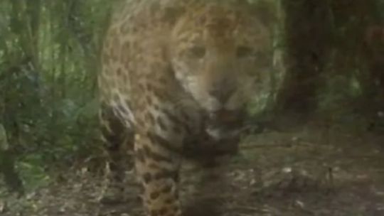 Mirá el nuevo yaguareté que avistaron en la Reserva Urugua-í