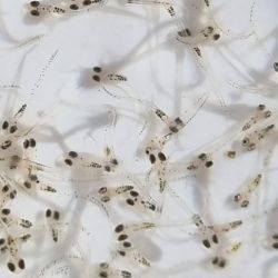 Desde su creación, la Estación ha cumplido un rol fundamental en la preservación de una de las especies más emblemáticas de la provincia de Buenos Aires, el pejerrey. 