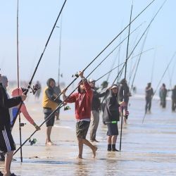 La Fiesta Nacional de la Pescadilla tendrá su 15° edición el próximo domingo 15 de septiembre, en un torneo en el que la especie no tiene peso mínimo para entrar en clasificación. 