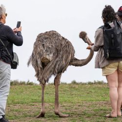 Imagen de turistas interactuando con un avestruz en la isla Crescent en el lago Naivasha, en el distrito de Nakuru, Kenia. | Foto:Xinhua/Li Yahui