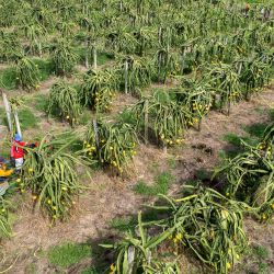 Imagen tomada con un dron de personas cosechando pitahayas para la exportadora Palora-Exporter, en el cantón Palora, en la provincia de Morona Santiago, Ecuador. De acuerdo con información del Ministerio de Agricultura y Ganadería de Ecuador, en el país existen 8.146 hectáreas sembradas con pitahaya, de las que 6.313 hectáreas corresponden a pitahaya amarilla y 1.815 hectáreas a pitahaya roja. La fruta se cultiva en 17 provincias del país sudamericano. | Foto:Xinhua/Ricardo Landeta
