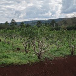 Yerba mate is produced from the Ilex paraguariensis plant.
