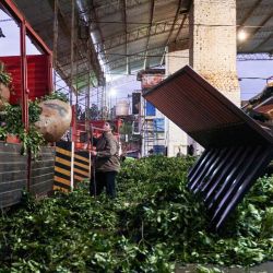 Workers unload bags of freshly harvested yerba mate in Oberá.