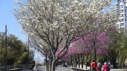 ¿Se anticipa la primavera?
