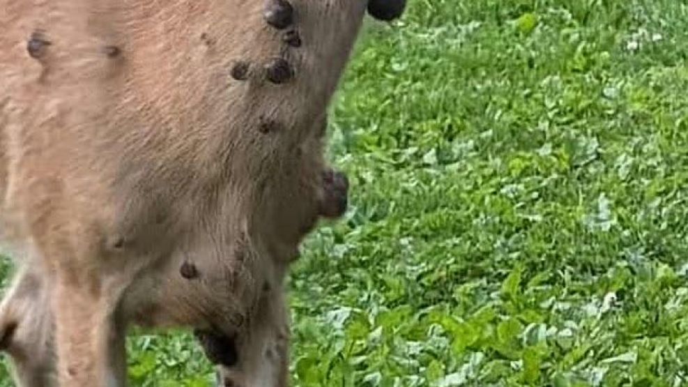 Aparecieron ciervos con tentáculos.