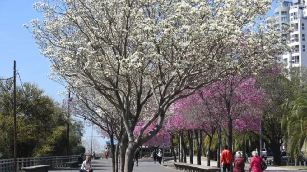 ¿Se anticipa la primavera?