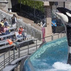 La incertidumbre sobre los delfines que siguen en el Aquarium crece día a día.