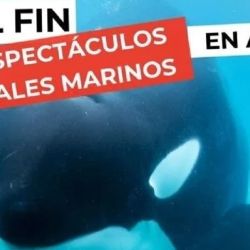 La incertidumbre sobre los delfines que siguen en el Aquarium crece día a día.