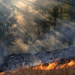 Los rayos del sol se filtran a través del humo que se extiende entre los árboles durante un incendio forestal en Garano, noroeste de España. | Foto:Cesar Manso / AFP